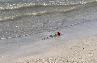 роза у моря