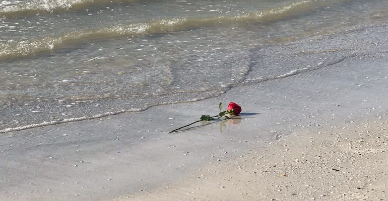 роза у моря